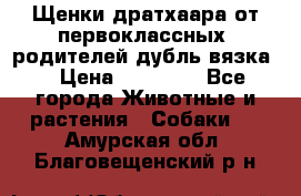 Щенки дратхаара от первоклассных  родителей(дубль вязка) › Цена ­ 22 000 - Все города Животные и растения » Собаки   . Амурская обл.,Благовещенский р-н